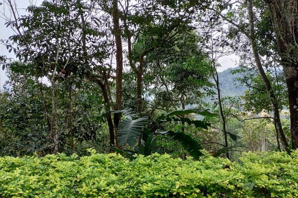 Coffee Camp Home Stay With Tree House Kattappana Экстерьер фото