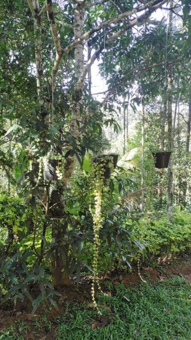 Coffee Camp Home Stay With Tree House Kattappana Экстерьер фото