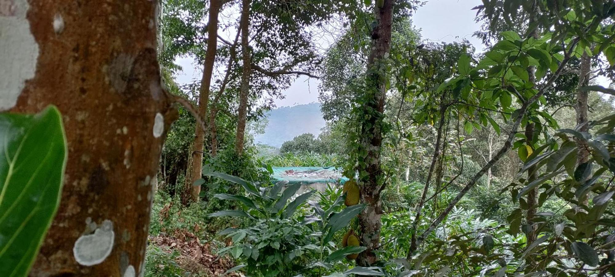 Coffee Camp Home Stay With Tree House Kattappana Экстерьер фото